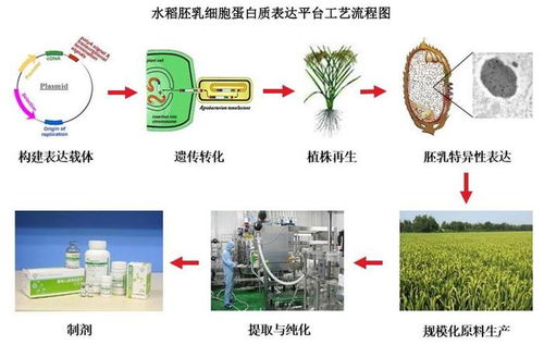 禾元生物上會在即 專耕 稻米造血 ,以科技詮釋生物醫藥產品力