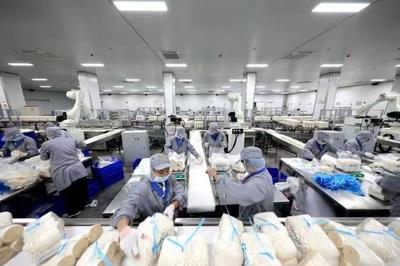 日產金針菇160噸！鄒城小蘑菇撐起群眾致富傘